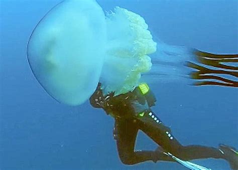 Mallorca Culture Gigantic Jellyfish