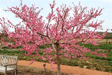 Alberi da viali dai fiori profumatissimi; Alberi da fiore - Alberi - Alberi con fioritura
