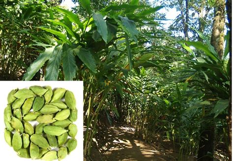 Cardamom Cultivation Information Guide Asia Farming