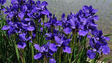 Download Wallpaper 1920x1080 Irises Flower Purple Flowerbed Green