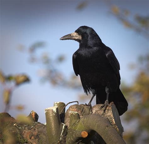 Rook Rook Corvus Frugilegus Perched Atop Of A Garden Tre Flickr