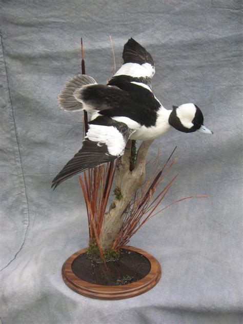 Showpiece Taxidermy Diving And Sea Duck Mounts