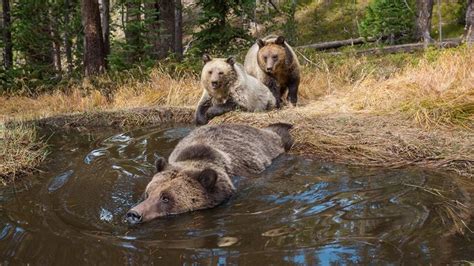 Brown Bears Use Human Shield To Protect Their Cubs Animals
