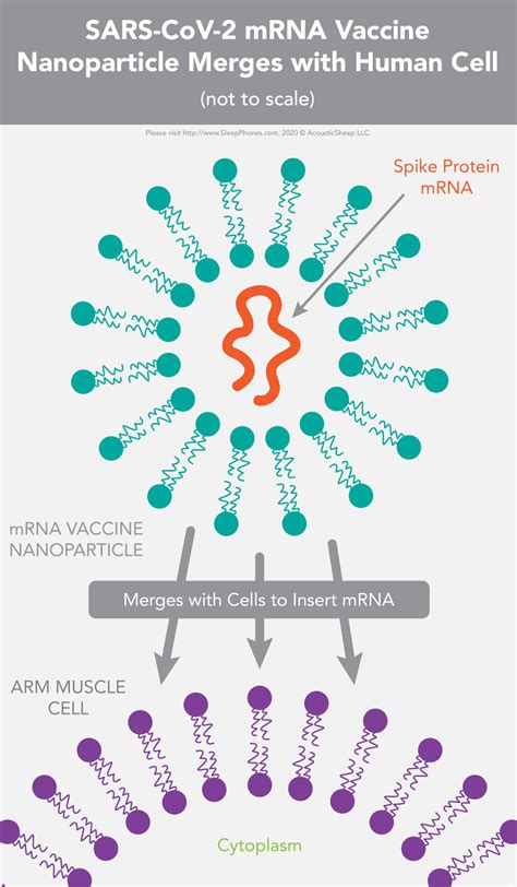 What is an mrna vaccine? 15 Questions with Dr. Lai About the Coronavirus Vaccines