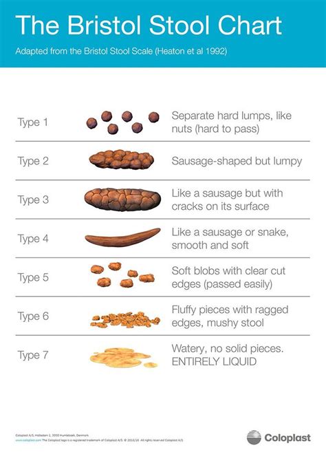 An Overview Of The Bristol Stool Chart What Your Stool Says About Your Health Piedmont