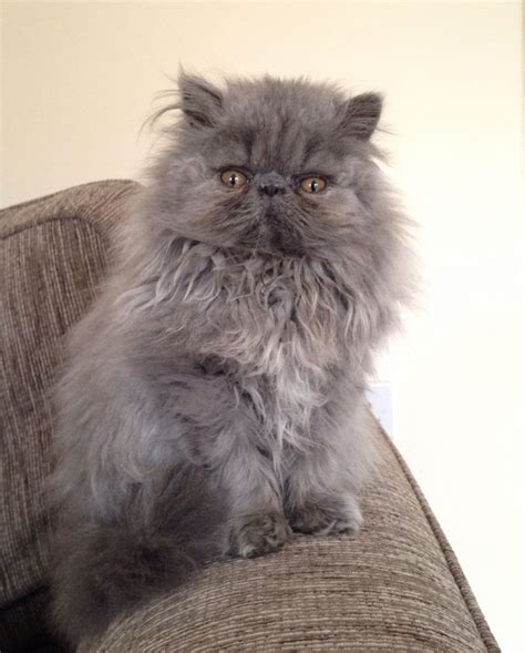 Producing elite, shimmering chinchilla, glimmering shaded silver, radiant golden, and dazzling blue eyed white Blue Persian Female Kitten For Sale | Telford, Shropshire ...