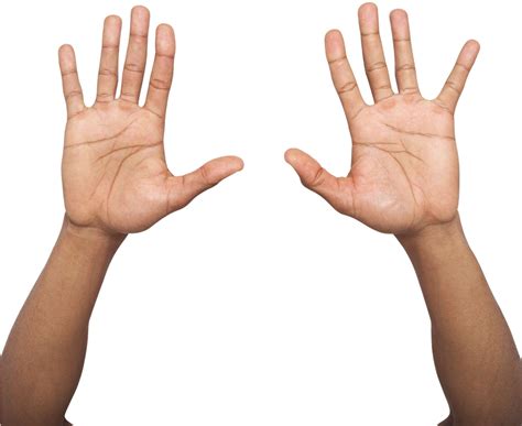 Download Hand Palm Up Png Two Hands Up Png Hd Transparent Png