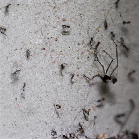 Black Recluse Spider A Closer Look At This Enigmatic Arachnid