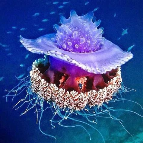 Pin By Elisabeth Quisenberry On Ocean Spanish Dancer Jellyfish