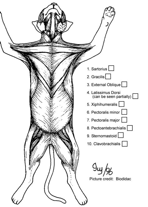 Cat Muscles of the Chest (color)