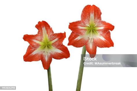 Blühende Weiße Rote Hippeastrum Amaryllis Blumen Isoliert Auf Weißem