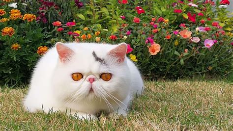 15 Cats That Dont Shed Their Fur Hypoallergenic Cat Breeds