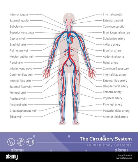 Human Body Systems Diagram