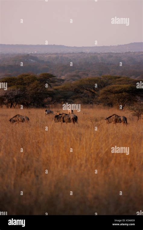Herd Of Blue Wildebeest Grazing At The Polokwane Municipal Game Reserve