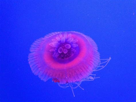 Pin On Jellyfish