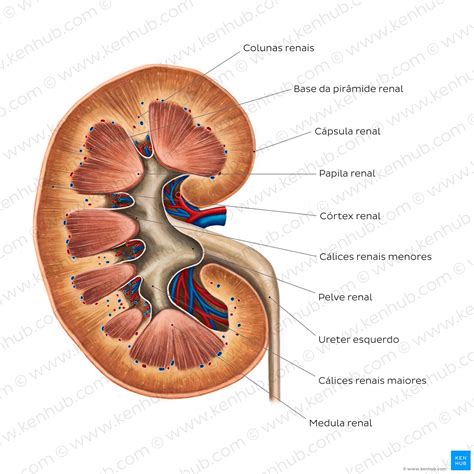 Rins ureteres e glândulas adrenais Anatomia e funções Kenhub