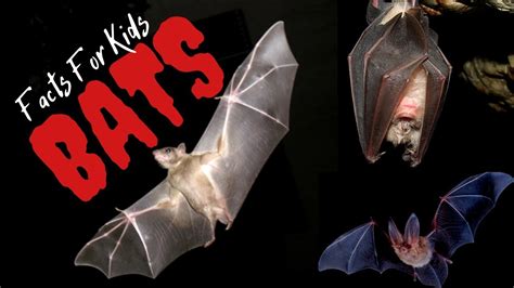 Facts About Bats For Kids Kids Learning Videos Youtube