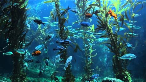 3 Hours Of Relaxing Aquarium Fish Coral Reef Fish Tank