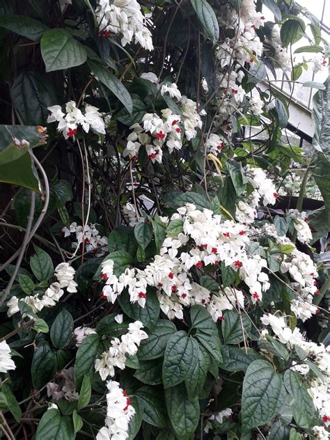 Clerodendrum Thomsoniae Balff Plants Of The World Online Kew Science
