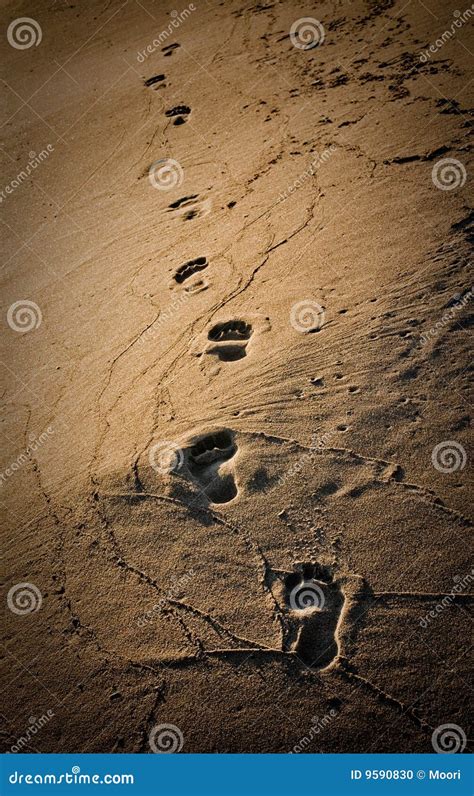 Footprints Stock Photo Image Of Walking Summer Freedom 9590830