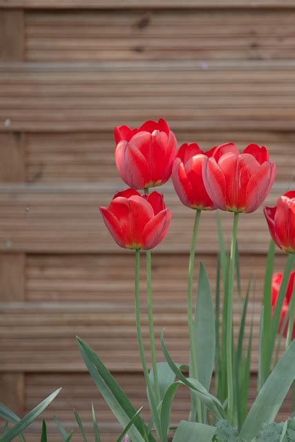 Tulips Meadow Bed Free Photo On Pixabay Pixabay