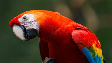 Beyond Average Birding In Ecuador Day Birding Journey