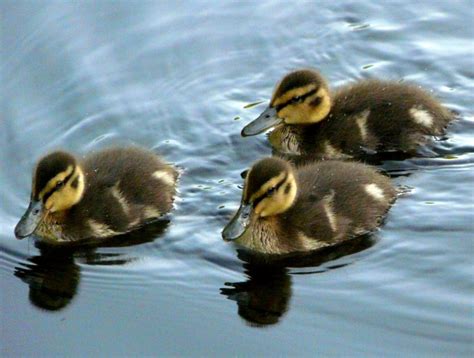 Baby Teal Ducks The Hippest Pics