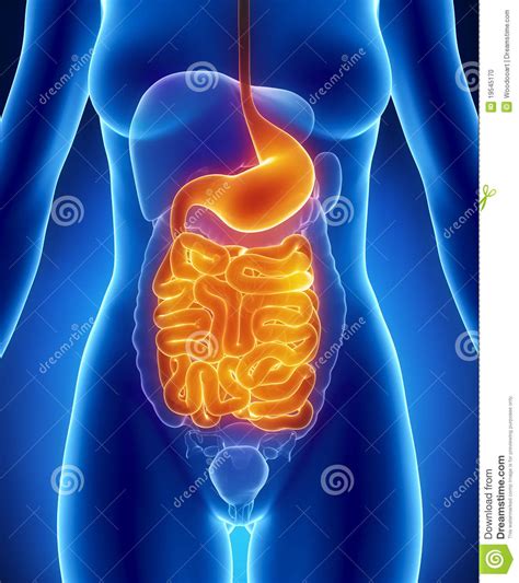 Female GUTS And STOMACH Anatomy Anterior Stock Illustration