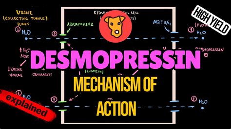 Desmopressin Mechanism Of Action Side Effects Explained Youtube