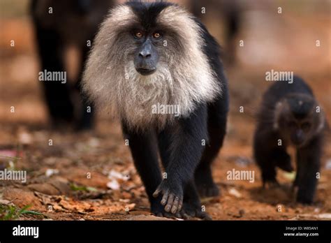 Lion Tailed Macaque Macaca Silenus Group Walking Along A Track