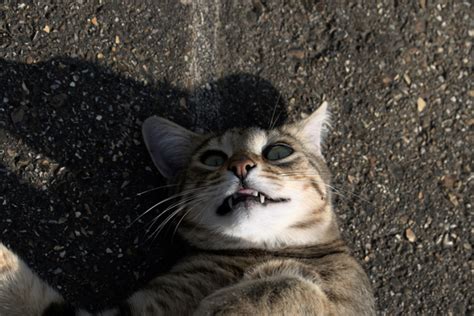 Smile Cat Meme Guy