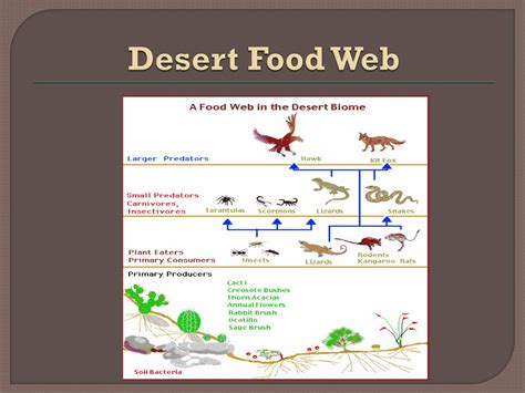 Ppt The Great Victoria Desert Powerpoint Presentation Free Download
