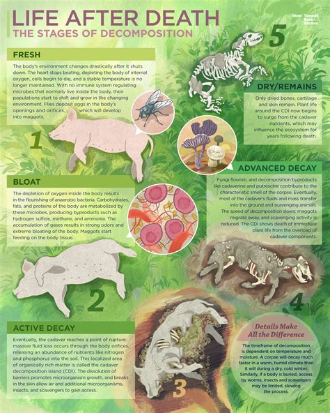 The Stages Of Decomposition In Our Latest Infographic Get A By Vrogue