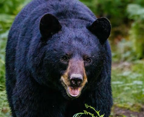 How To Avoid Trouble With Black Bears In Manistee County