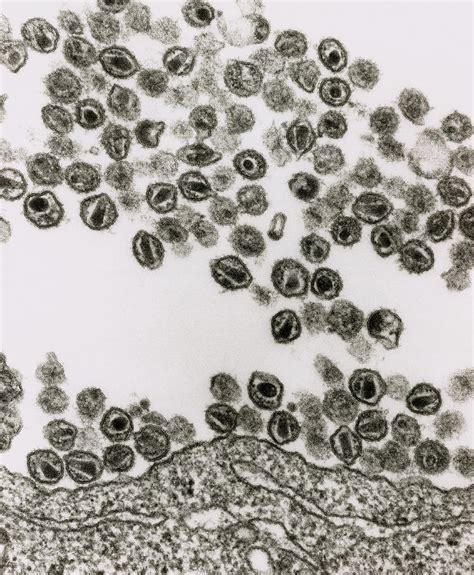 Tem Of Hiv Aids Viruses Budding From A T Cell Photograph By Nibsc
