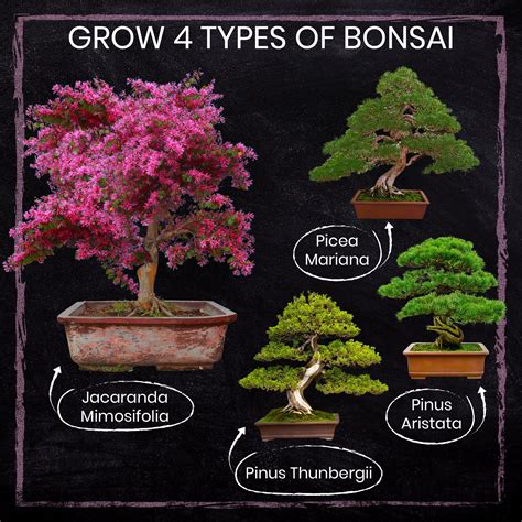 Natures Blossom Bonsai Tree Seed Starter Kit Grow 4 Trees From Seed