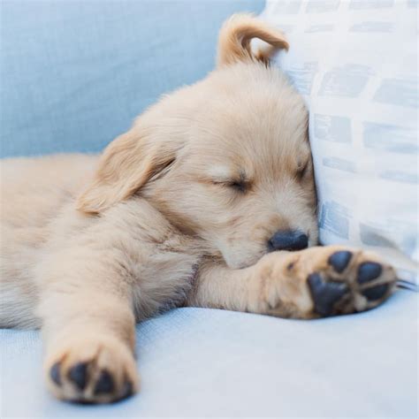 A Sleepy Golden Retriever Puppy Just 8 Weeks Old Penny8weeks