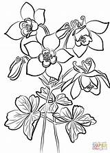 Coloring Columbine Fan Flowers Printable Drawing Paper Supercoloring Categories sketch template