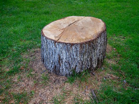 The Ultimate Guide To Tree Stump Removal Options Complete Tree Care
