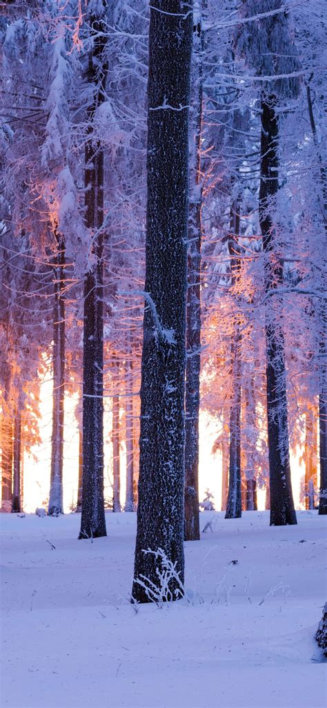 Forest Wallpaper 4k Winter Snowy Norway Spruce