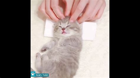 Relaxed Tiny Kitten Having A Spa Day Youtube