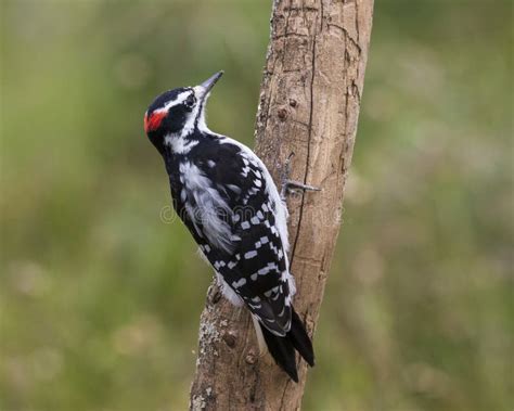 Male Hairy Woodpecker Ottawa Canada Stock Image Image Of Hairy