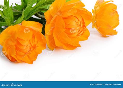 Beautiful Orange Flowers Isolated On White Stock Image Image Of Close