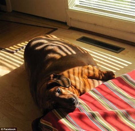 Pictured Obie The Formerly Obese Dachshund Shows Off His Astonishing
