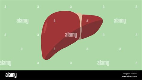 Human Liver Red Anatomy Organ Isolated Vector Stock Vector Image And Art