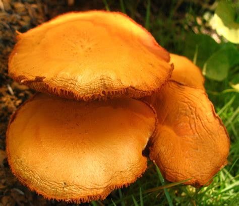Large Orange Mushrooms Tropical Mushroom Hunting And Identification
