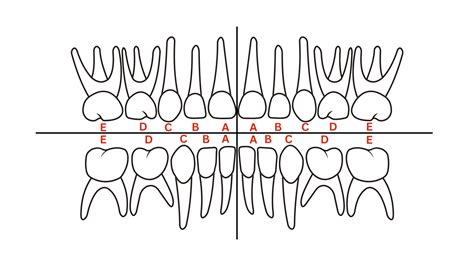 The Tooth Types Function Structure And Nomenclature