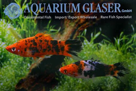 Xiphophorus Hellerii Kohaku Tricolor Aquarium Glaser Gmbh