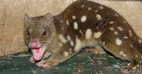 Spotted Tailed Quoll Causes Quite A Surprise At Grafton Residence Nsw