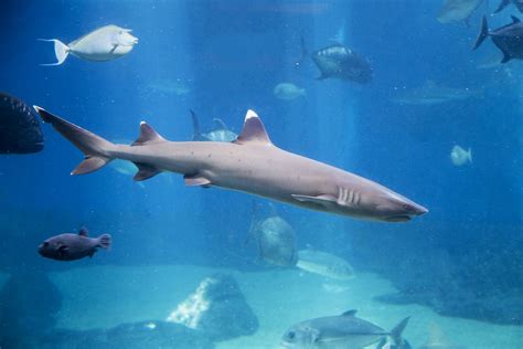 Whitetip Reef Shark Maui Ocean Center